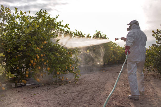 Best Flea Control Services  in Channelview, TX